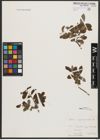 Foto von Salix appendiculata Vill.